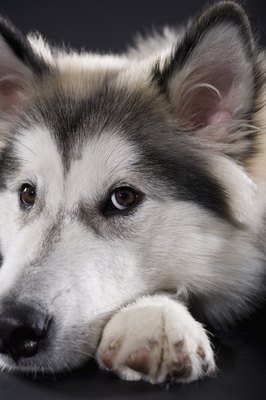 Apple Tree House/Photodisc/Getty Images The vet will determine if your dog's eye condition warrants an antibiotic, steroids or both.