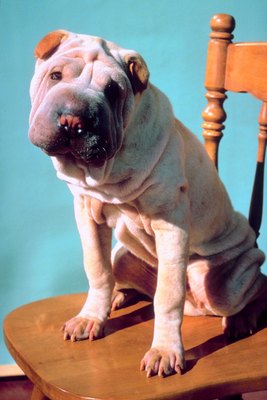 Jupiterimages/Photos.com/Getty Images Dogs suffering from demodetic mange might benefit from Dectomax injections.