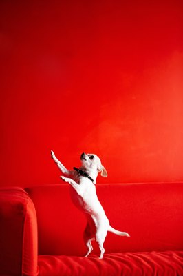 Jupiterimages/Photos.com/Getty Images Teacup chihuahuas are loyal pets, but require special care.