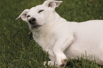 Comstock Images/Stockbyte/Getty Images Dogs can perform some familiar actions while they're asleep.