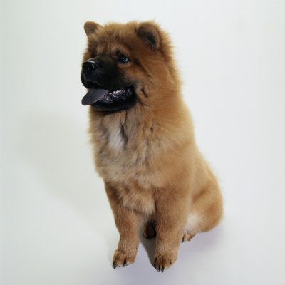 Duncan Smith/Photodisc/Getty Images Chow chows famously have all-blue tongues.