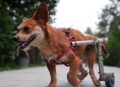 China Photos/Getty Images News/Getty Images Many spinal lesion conditions, such as degenerative myelopathy, contribute to hind limb paralysis.