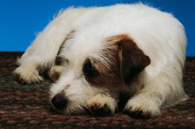 Comstock/Comstock/Getty Images Rough-coated Parson Russell terriers have the longest fur.