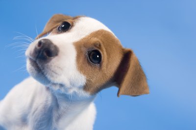 BananaStock/BananaStock/Getty Images Begin training puppies from a young age.