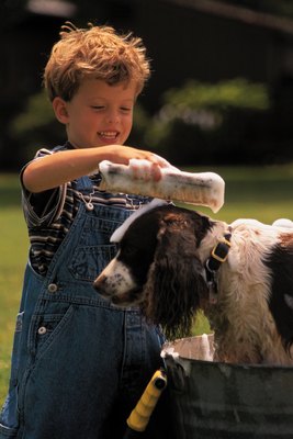 Comstock/Comstock/Getty Images A warm, soapy bath removes the chiggers from your dog.