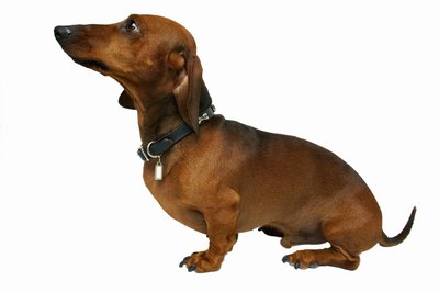 George Doyle & Ciaran Griffin/Stockbyte/Getty Images A dachshund's short legs are a form of dwarfism encouraged in the breed.
