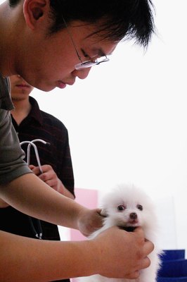 Getty Images/Getty Images News/Getty Images The parvovirus vaccine is considered a core vaccine and should be considered part of routine wellness care.