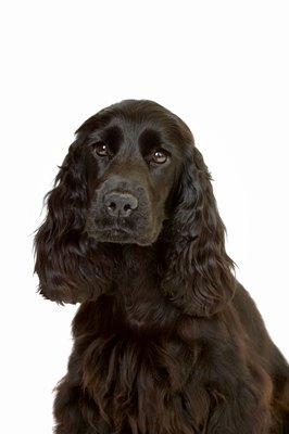 George Doyle & Ciaran Griffin/Stockbyte/Getty Images Vitamin A-responsive dermatosis is seen in American cocker spaniels.