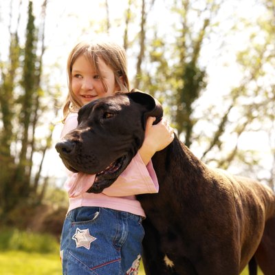 George Doyle/Stockbyte/Getty Images The average lifespan of a great Dane is only six to eight years.