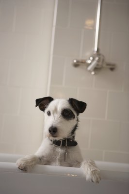 Chris Amaral/Photodisc/Getty Images Beat the skunk stink with this simple remedy recipe.