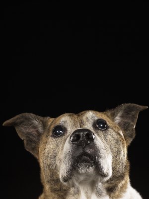 Ryan McVay/Digital Vision/Getty Images Brindled dogs often have a natural tiger-stripe camouflage.