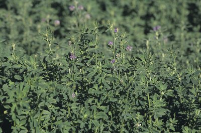 Tom Brakefield/Stockbyte/Getty Images Dogs can safely eat small quantities of alfalfa.