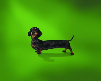 Photodisc/Photodisc/Getty Images A dachshund is the "weenie" side of a chiweenie's family.