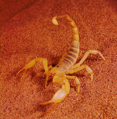 Stockbyte/Stockbyte/Getty Images A scorpion sting is very painful for your dog.