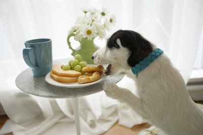 Chris Amaral/Digital Vision/Getty Images Don't let Shorty steal your food -- it could contain toxins.