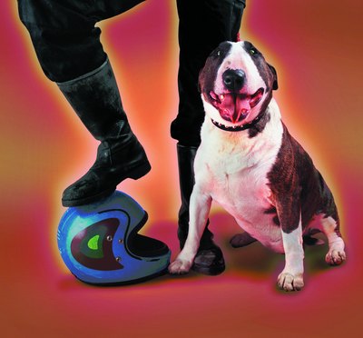 Photodisc/Photodisc/Getty Images Bull terriers are quite loyal companions.