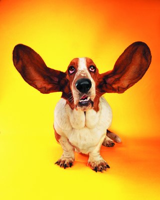 Photodisc/Photodisc/Getty Images Those lovable, floppy ears may be hiding a dirty surprise.