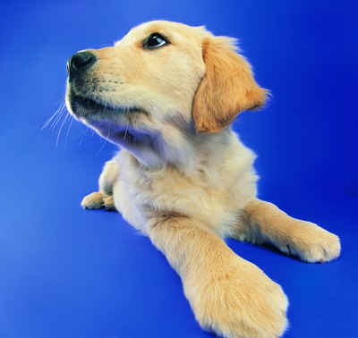 Photodisc/Photodisc/Getty Images Quick action will get rid of fleas and ticks in your puppy's bed.
