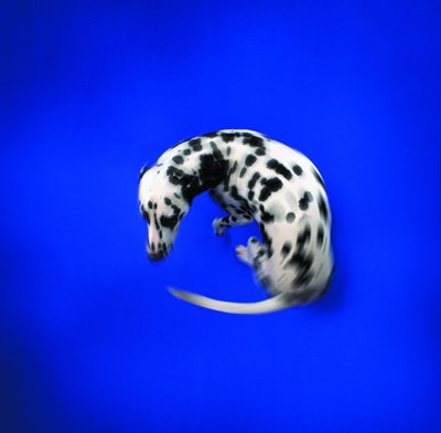 Photodisc/Photodisc/Getty Images What goes around comes around. Dogs, too.