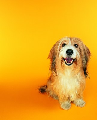 Photodisc/Photodisc/Getty Images Pergolide is not recommended for the treatment of canine Cushing's disease.