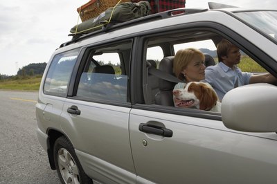 Noel Hendrickson/Digital Vision/Getty Images Your dog's important moving papers include his health certificate, shot records and photo identification.