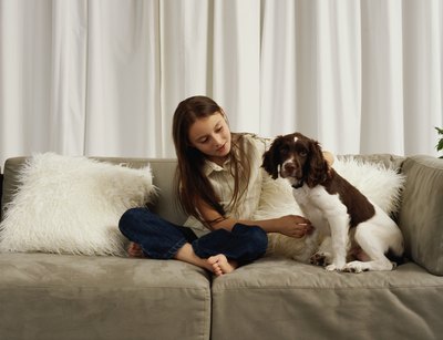 Dana Neely/Photodisc/Getty Images The springer spaniel has an expected life span of 12 to 14 years.