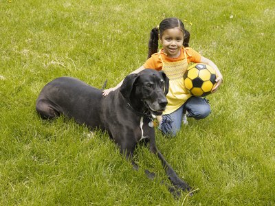 Siri Stafford/Photodisc/Getty Images The protective nature of a Great Dane makes him an excellent family dog.
