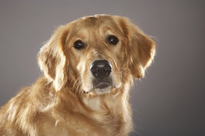 Chris Amaral/Digital Vision/Getty Images Golden retrievers are popular service dogs.