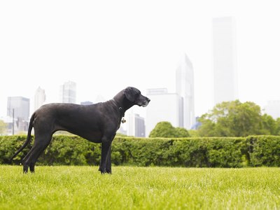 Siri Stafford/Photodisc/Getty Images Dogs with deep, narrow chests like the Great Dane are at high risk for bloat.