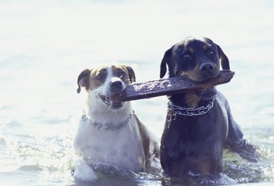 Ryan McVay/Digital Vision/Getty Images Always make sure there are enough toys to go around.