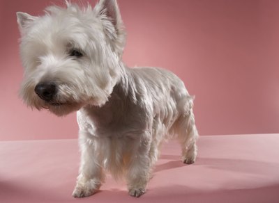 Chris Amaral/Digital Vision/Getty Images This West Highland terrier has a nice cool cut that will be comfortable for the summer.