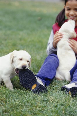 Ryan McVay/Photodisc/Getty Images Puppies will chew on anything that soothes the discomfort of teething.