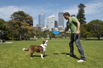 Kane Skennar/Digital Vision/Getty Images Team up with your spayed athlete in AKC performance events.