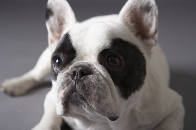 Chris Amaral/Digital Vision/Getty Images Short-nosed breeds like the French bulldog are prone to anesthesia complications.