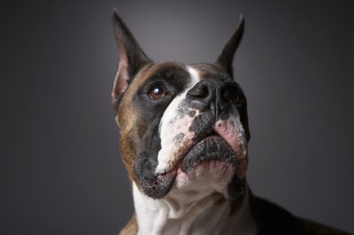 Chris Amaral/Digital Vision/Getty Images Boxers are among the breeds most prone to cryptorchidism.