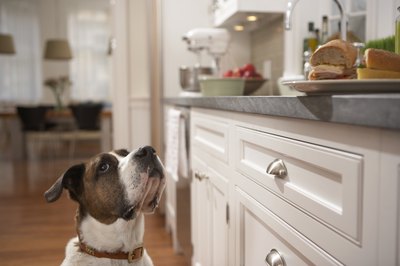 Chris Amaral/Digital Vision/Getty Images Keep food containing garlic or onions out of Fido's reach.