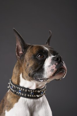 Chris Amaral/Digital Vision/Getty Images Spikes and jewels decorate this handsome dog collar.