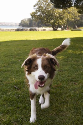 Kane Skennar/Photodisc/Getty Images What you feed or don't feed your dog can cause him to chew his tail.