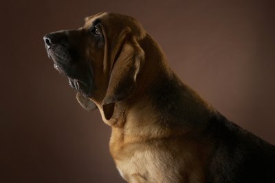 Chris Amaral/Digital Vision/Getty Images Dogs tend to slip into seizures when they're most relaxed.