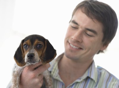 Digital Vision./Photodisc/Getty Images The face of this beagle puppy is similar to that of a bluetick coonhound.