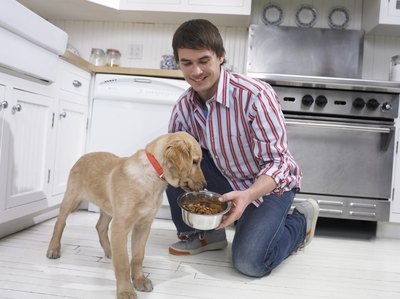 Digital Vision./Photodisc/Getty Images Dog food sometimes attracts pesky little creatures.