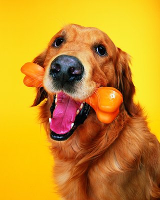 Photodisc/Photodisc/Getty Images Dental hygiene is important for your dog's overall health.