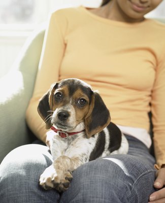 Digital Vision./Photodisc/Getty Images Make the time for your dog to indulge in his favorite time of the day.