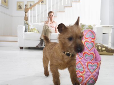 Digital Vision./Photodisc/Getty Images Hoover seems to think everything is edible.