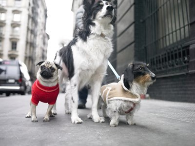 Digital Vision./Photodisc/Getty Images Having some classy dogs in sweaters and shirts calls for a few girth measurements.