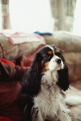 Stockbyte/Stockbyte/Getty Images An aggressive pooch is sometimes just a worried one.