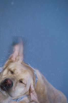 Comstock/Comstock/Getty Images "I don't like what's happening right now, therefore I shake."