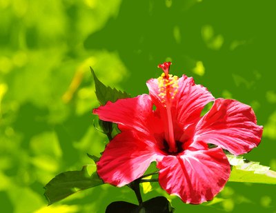 Medioimages/Photodisc/Photodisc/Getty Images With a few exceptions, most hibiscus varieties are safe for your dog.