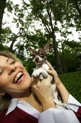 Thinkstock/Stockbyte/Getty Images It can be tough to tell exactly how big your Chihuahua pup will grow.