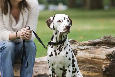 Jupiterimages/Polka Dot/Getty Images The Dalmatian makes an ideal running buddy -- if you can keep up.